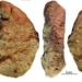 discovery of 40 000 year old civilization created by many human species 119204