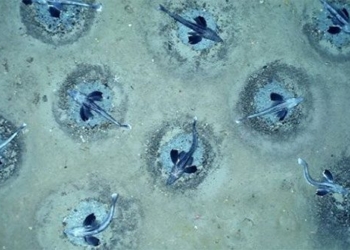 discovery of 60 million ton sandbank beneath the south pole 118311