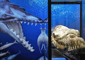 discovery of a 36 million year old whale fossil in huang mac peru 119486
