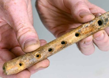 discovery of a 500 year old star tree made from animal bones 124321