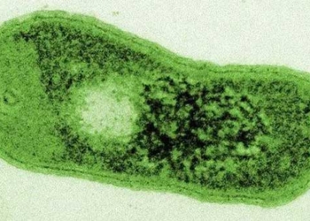 discovery of a bacteria species with the ability to photosynthesize unique 118955