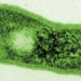 discovery of a bacteria species with the ability to photosynthesize unique 118955