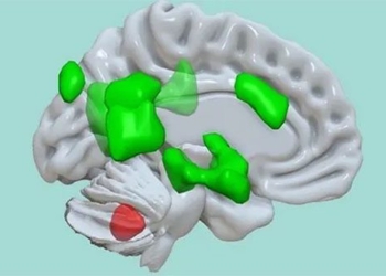 discovery of a completely new function of the brain 200 years later still surprises scientists 123516