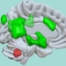 discovery of a completely new function of the brain 200 years later still surprises scientists 123516