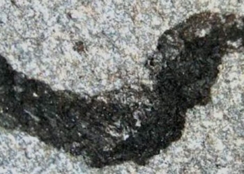discovery of a completely new species of moss in wales 124409