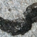 discovery of a completely new species of moss in wales 124409