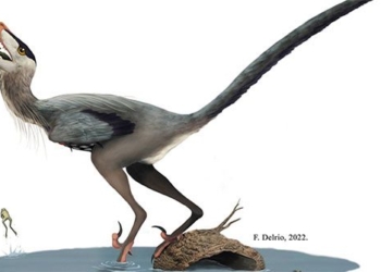 discovery of a dragon species never before seen in china 124329
