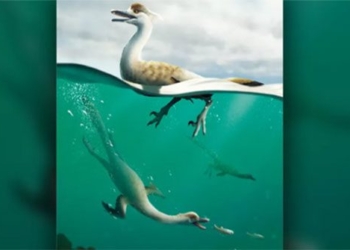discovery of a dragon species similar to a rail 124528