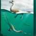 discovery of a dragon species similar to a rail 124528