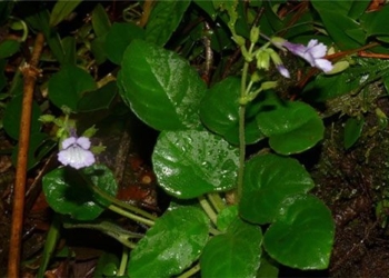 discovery of a new beautiful flower never seen before in vietnam 118469