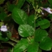 discovery of a new beautiful flower never seen before in vietnam 118469