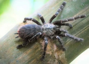 discovery of a new non giant tarantula species nesting inside bamboo 118370