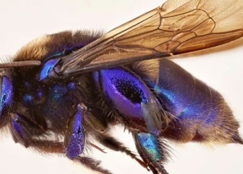 discovery of a new orchid bee species in mexico 124165