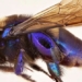 discovery of a new orchid bee species in mexico 124165