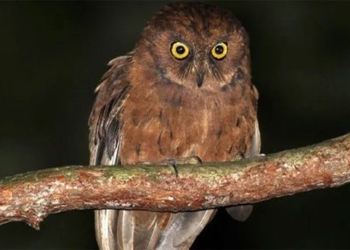 discovery of a new species of scops owl in africa 123919