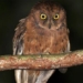 discovery of a new species of scops owl in africa 123919