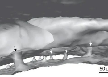 discovery of a part of the human brain that has never been known 119454