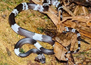 discovery of a rare defective snake in ha tinh and ninh binh 119918