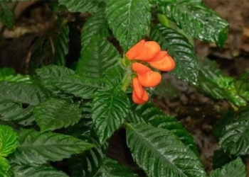 discovery of a rare flower species thought to be extinct 40 years ago in ecuador 120037