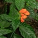 discovery of a rare flower species thought to be extinct 40 years ago in ecuador 120037