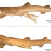 discovery of a strange catfish never before seen in the world 124483