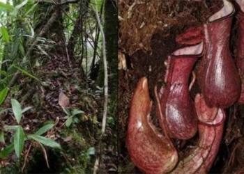 discovery of a toxic plant expert finds it buried under the ground 121489