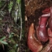 discovery of a toxic plant expert finds it buried under the ground 121489
