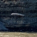 discovery of a woolly mammoth in river 121029
