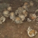 discovery of an ancient bowl over 1 000 years old in a cave in mexico 120303
