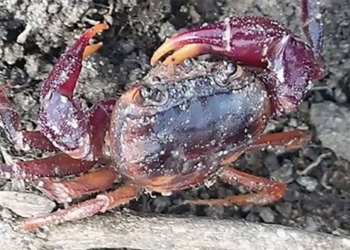 discovery of an extremely rare species after 225 years in africa 124277