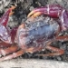 discovery of an extremely rare species after 225 years in africa 124277