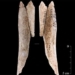 discovery of decorative artifacts made from human bones 8 000 years old from ancient humans 121748