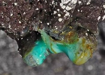 discovery of dozens of types never before seen on earth in hawaii caves 121975