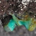 discovery of dozens of types never before seen on earth in hawaii caves 121975
