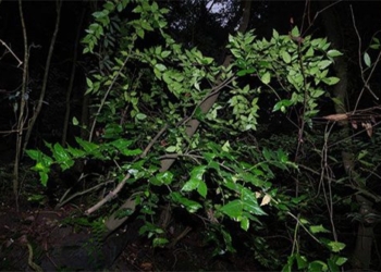 discovery of extremely endangered plant species in report by international nature conservation union 122543