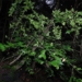 discovery of extremely endangered plant species in report by international nature conservation union 122543