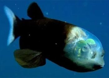 discovery of extremely rare fish species under the sea 122715