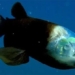 discovery of extremely rare fish species under the sea 122715
