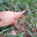 discovery of extremely rare white turtle hard to find in the world 119778
