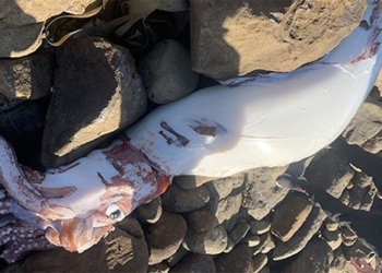 discovery of giant blob in southern philippines 122454