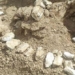 discovery of hipparion fossil 8 million years old in tan cuong 122043