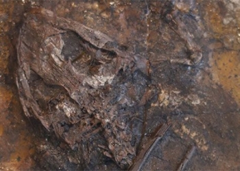 discovery of hundreds of dead frogs when mixing 45 million years ago 121593