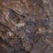 discovery of hundreds of dead frogs when mixing 45 million years ago 121593