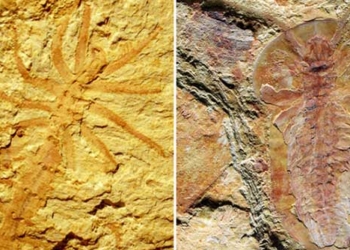 discovery of hundreds of million year old rocks in china 119587