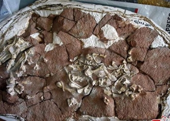 discovery of meteorite 52 million years old reveals shocking mystery 119162