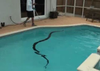 discovery of monster organism over 4 meters in water tank unexpected when releasing into pool 118254