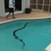 discovery of monster organism over 4 meters in water tank unexpected when releasing into pool 118254