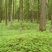 discovery of nearly 1 000 archaeological sites in pristine forest 123505
