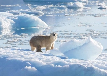 discovery of new arctic bear species in greenland 121274