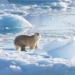 discovery of new arctic bear species in greenland 121274